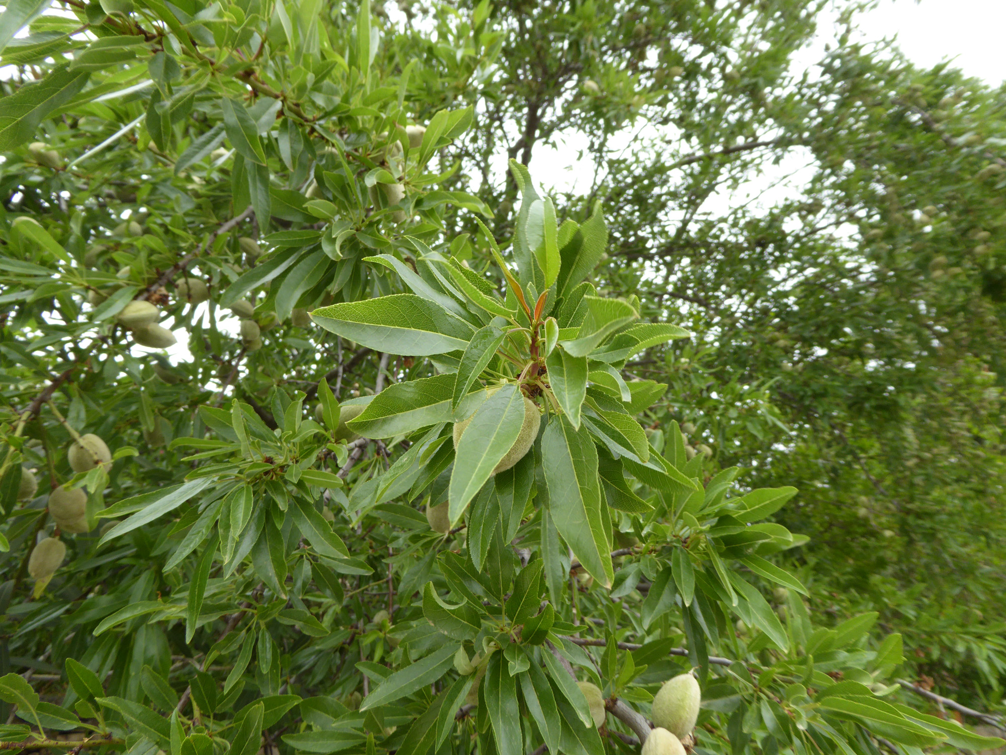 Bäume und Sträucher (B) - Alfred Haslinger